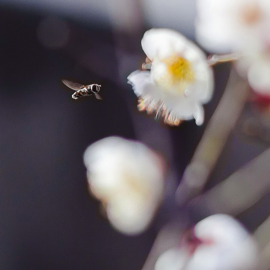 蜜蜂さん達がブンブンブン