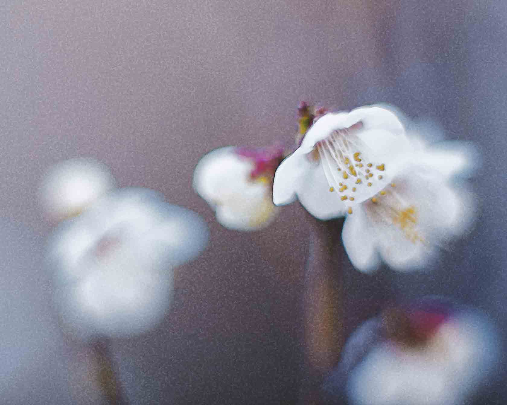 芦屋プラン株式会社　2022 大阪梅田 阪急阪神百貨店