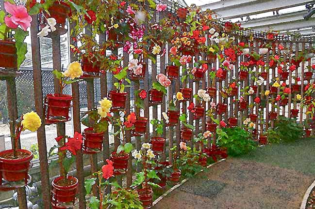 芦屋プラン株式会社七夕（たなばた1 Copilot